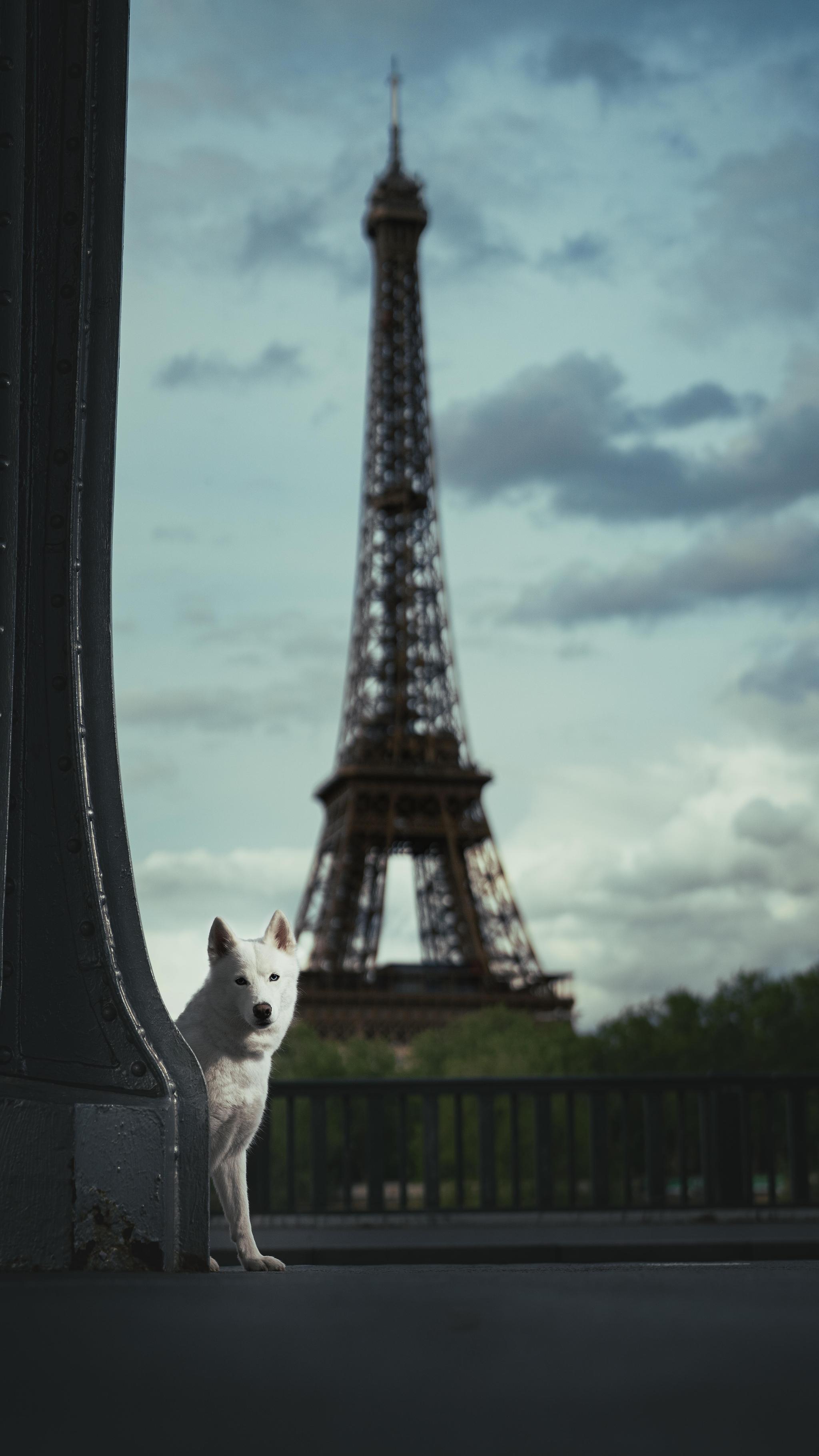 Nala, The Iconic Parisian Pup: A Tale of Canine Chic