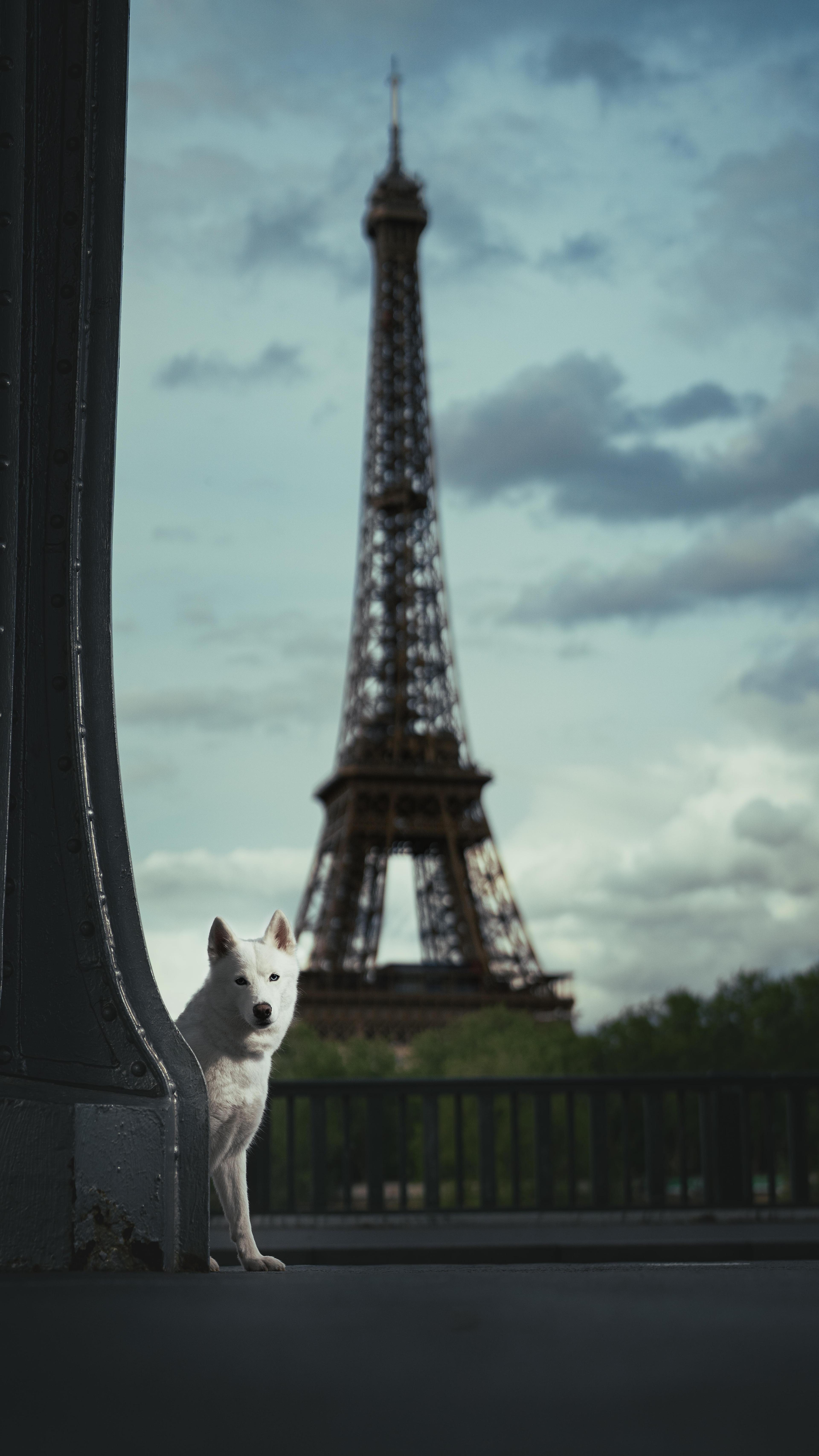 Nala, The Iconic Parisian Pup: A Tale of Canine Chic